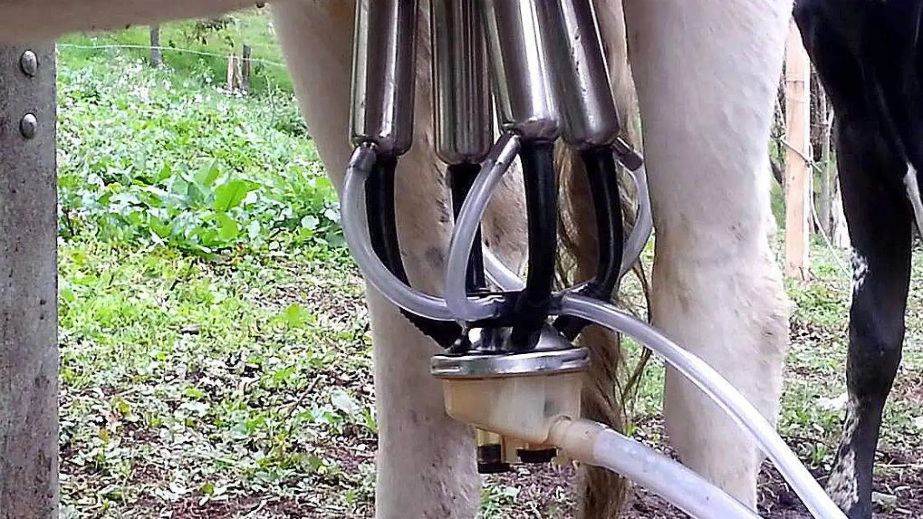 Extractor de leche de vaca